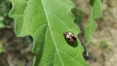 Calligrapha intermedia