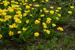 Ranunculus altaicus