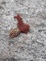 Rhipicephalus sanguineus