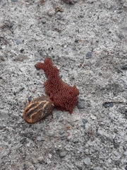 Rhipicephalus sanguineus