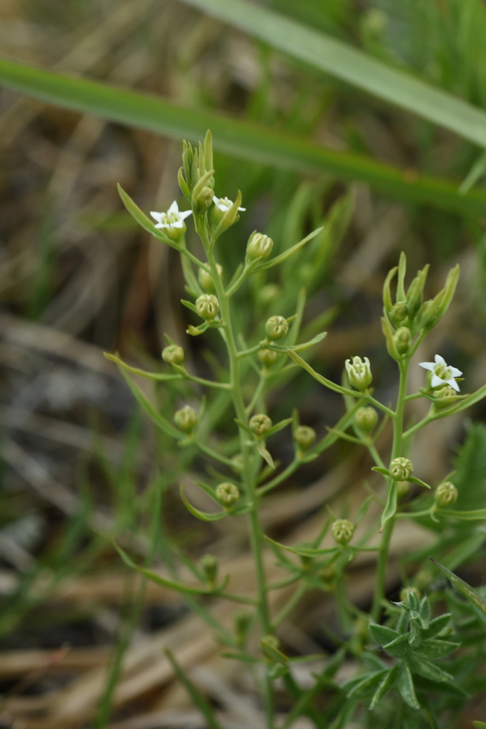 Thesium repens