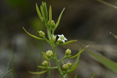 Thesium repens
