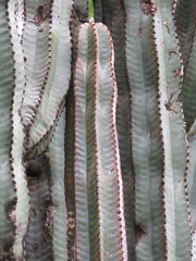 Isolatocereus dumortieri