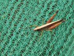 Phlaeoba antennata