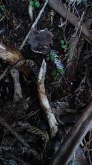 Amanita nigrescens
