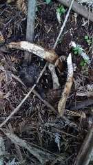Amanita nigrescens