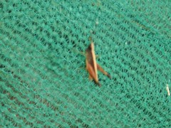 Phlaeoba antennata