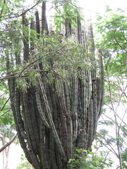 Isolatocereus dumortieri