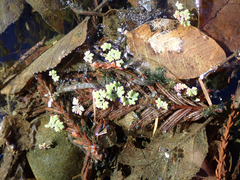 Azolla microphylla