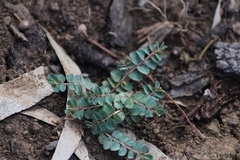 Euphorbia dallachyana