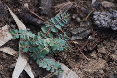 Euphorbia dallachyana