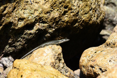 Emoia atrocostata