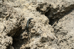 Emoia atrocostata