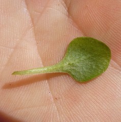 Acrostichum speciosum