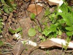 Acrostichum speciosum