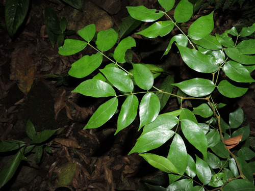 Copaifera aromatica
