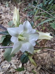 Tripterospermum chinense