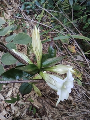 Tripterospermum chinense