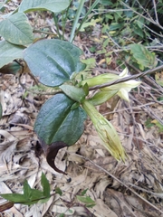 Tripterospermum chinense