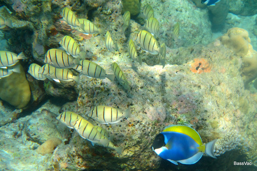 Convict Surgeonfish — seen at this dive site
