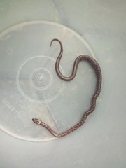 Lycodon capucinus