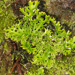 Pseudocyphellaria multifida