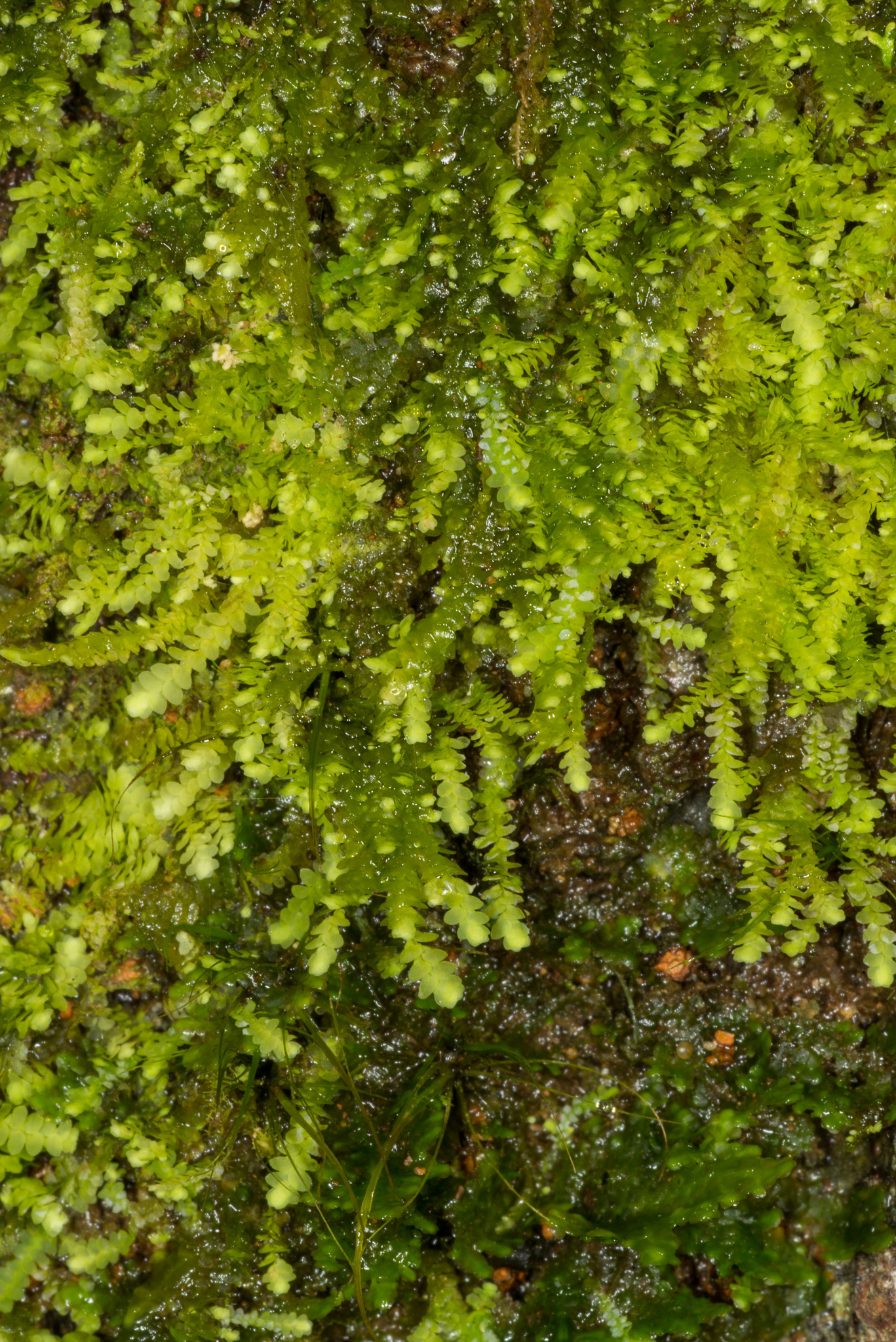 Lejeunea gracilipes
