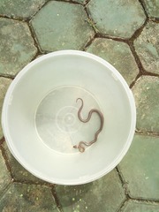 Lycodon capucinus