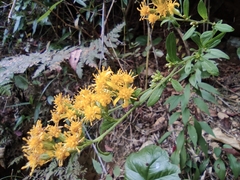 Solidago decurrens