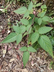 Rubus hirsutus