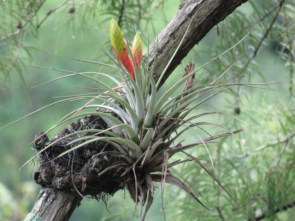 Subgenus Tillandsia
