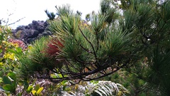 Pinus morrisonicola