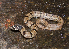 Oligodon taeniolatus