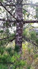 Pinus morrisonicola