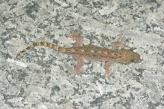 Gekko