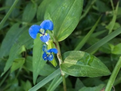 Commelina diffusa diffusa
