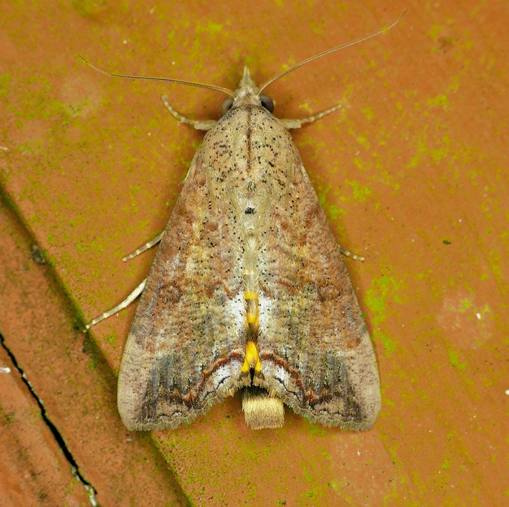 Hypocala Moth