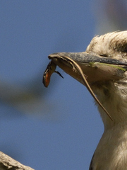 Acritoscincus platynotus