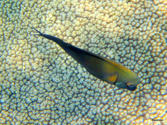 Acanthurus olivaceus