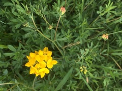 Lotus uliginosus