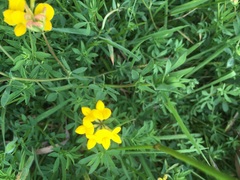 Lotus uliginosus