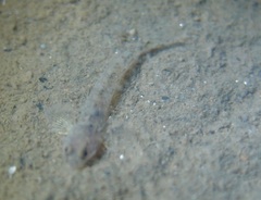 Pseudogobius