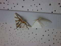 Chartographa convexa