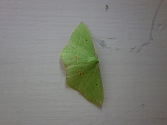 Tanaoctenia haliaria