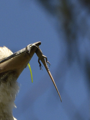 Acritoscincus platynotus