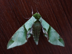 Callambulyx tatarinovii