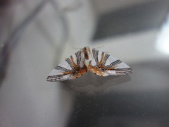 Chartographa convexa