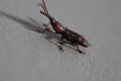 Curculionoidea