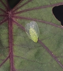 Tropiduchinae