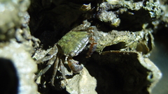 Metopograpsus